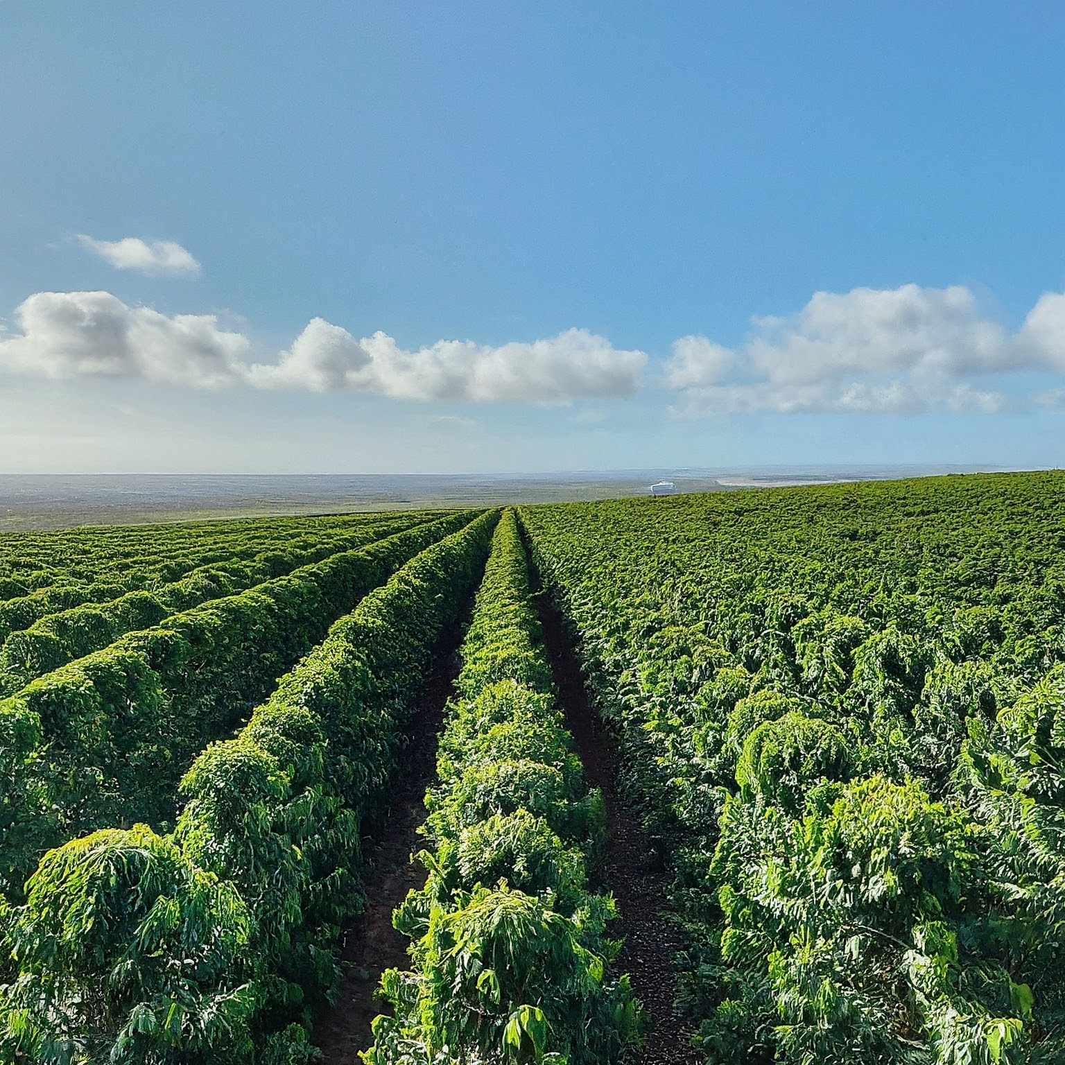 Scenic view of an Ethiopian farm